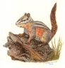 Chipmunk on Stump