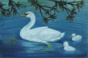 Swans