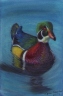 Woodduck