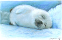 Baby Seal