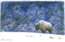 Bison