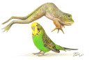 Budgie Jumping