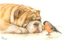 Bulldog and Bullfinch