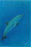 Dolphin 2013