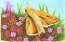 Fiery Skipper