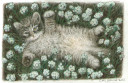 Kitten in Baby's Breath