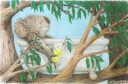 Koala-tea Time