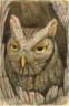 Owl in Tree