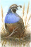Quail