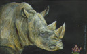 Rhino