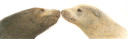 Sea Lions Kissing