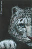 Snow Leopard
