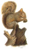 Squirrel