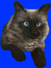 Masked off image of cat.