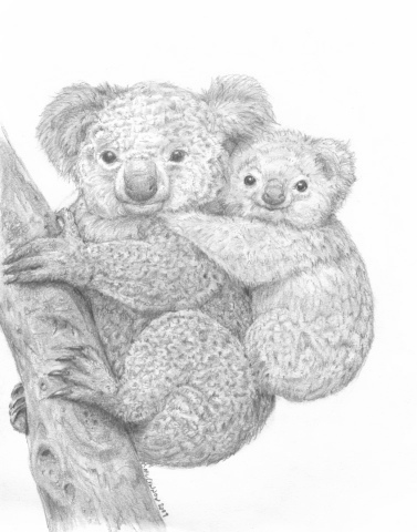 Koalas