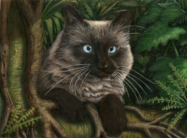 Solomon