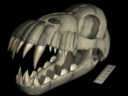 Alien Skull 1