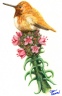 Hummingbird