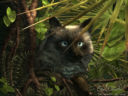 Jungle Cat (3D)