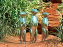 MirrorKats