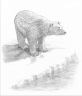 Polarbear