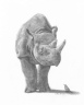 Rhino