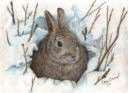 Snow Rabbit